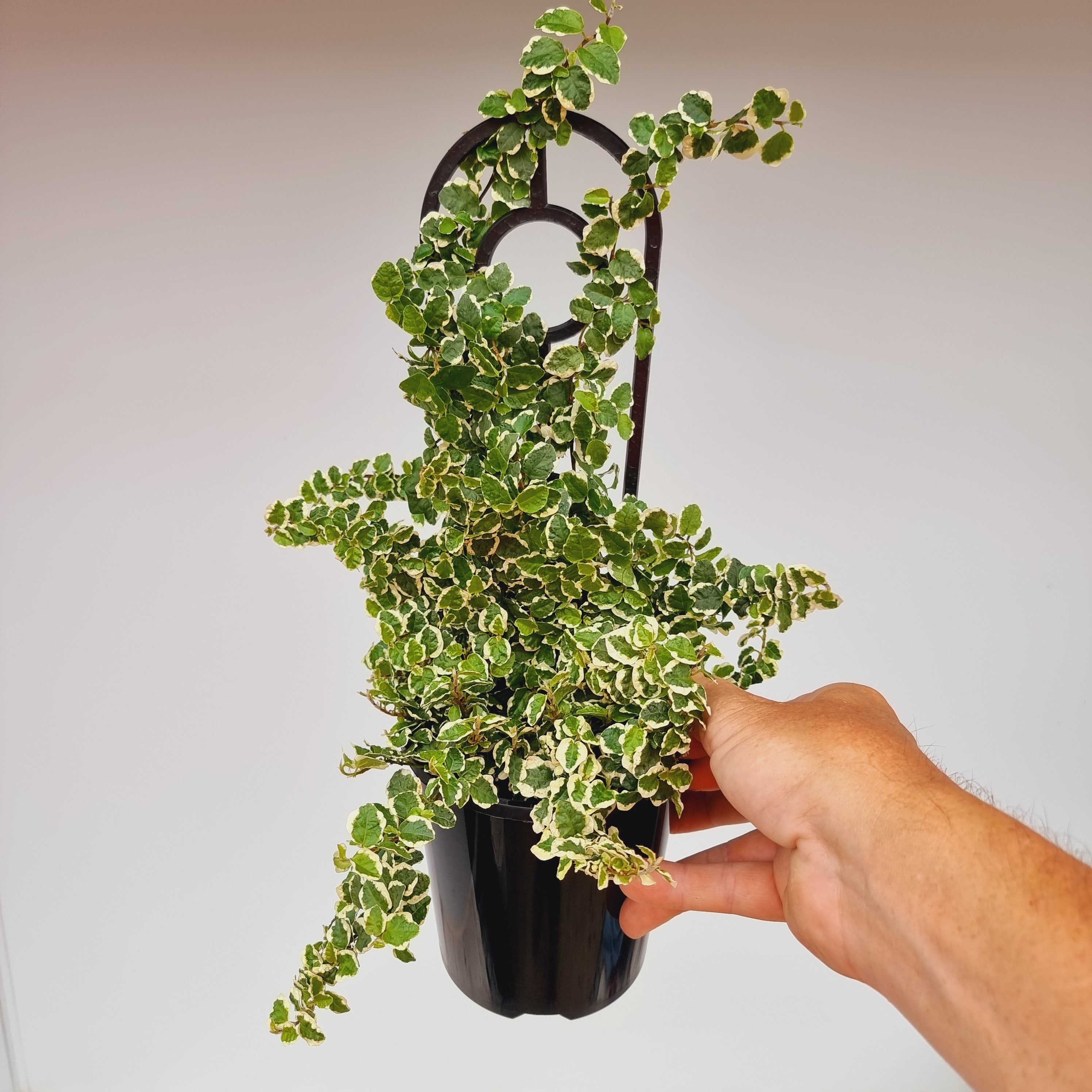 Ficus pumila Variegata – Enliven Plants